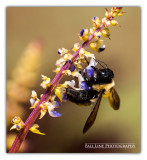Honey Bee on Coleus Frond