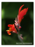 Flowers & Macros
