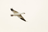 rosss goose 042613_MG_0222 