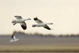 snow geese 042613_MG_0123 