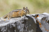 chipmunk 052513_MG_0198 