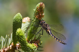 spiny baskettail 060213_MG_3104 