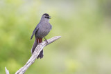 gray catbird 062213_MG_4697 