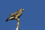 broad-winged hawk 072613_MG_4690 