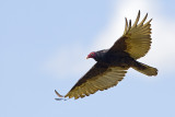 turkey vulture 081813_MG_9210 