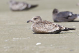 california gull 091613_MG_5817 