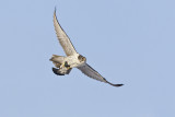 gyrfalcon 120513_MG_6541 