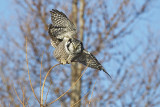 northern hawk owl 020814_MG_1374 