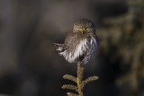 northern pygmy owl 020914_MG_2080 