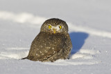 northern pygmy owl 020914_MG_2387 