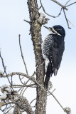 black-backed woodpecker 030914_MG_4876 