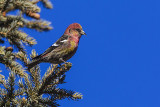 white-winged crossbill 033014_MG_7102 