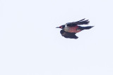 lewiss woodpecker 051014_MG_6120 