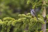 blackpoll warbler 060114_MG_2501 
