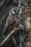 boreal owl 060514_MG_3514 