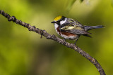 chestnut-sided warbler 060814_MG_3930 