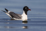 franklins gull 070114_MG_7031 