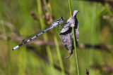 ? damselfly 123100_MG_0562 