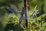 ? emerald 123100_MG_0551 
