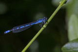 ? damselfly 070614_MG_1130 