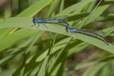 ? damselflies 070614_MG_1533 