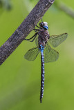 variable darner 070614_MG_1454 