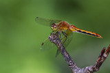 cherry-faced meadowhawk 072614_MG_2199 