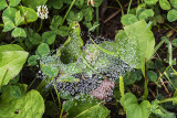 spider web 072614_MG_2237 