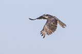 northern goshawk 081014_MG_3489 