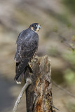 peregrine falcon 080914_MG_2842 
