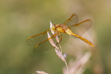 dragonfly 081714_MG_2720