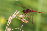 dragonfly 081714_MG_2903