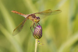 dragonfly 081714_MG_2942 