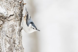 white-breasted nuthatch 122714_MG_0945 
