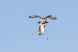 gyrfalcon 011115_MG_4153 