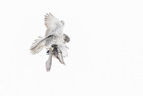 gyrfalcon 011315_MG_4529 