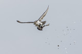 gyrfalcon 030915_MG_2444 