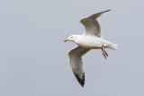 herring gull 041115_MG_8811 