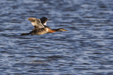 red-necked grebe 051015_MG_2455 