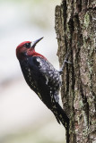 red-breasted sapsucker 051715_MG_5921
