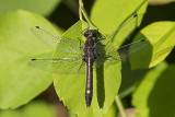 dot-tailed whiteface 061015_MG_3167 