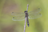 dot-tailed whiteface 062815_MG_0875 