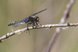 dot-tailed whiteface 062815_MG_1439 