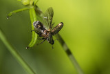 scarab beetle 062815_MG_1591 