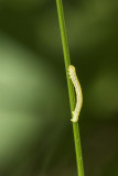 caterpillar 062815_MG_1521 