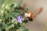 hummingbird clearwing 070315_MG_5029 