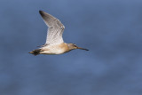 short-billed dowitcher 080915_MG_9655 