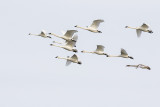 trumpeter and tundra swans 111115_MG_1907