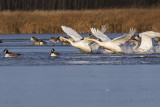 trumpeter swans 111115_MG_2738 