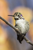 Costas Hummingbird 112015_MG_5488 